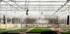 GreenhouseHumidifiers: What to Consider Before Making a Purchase